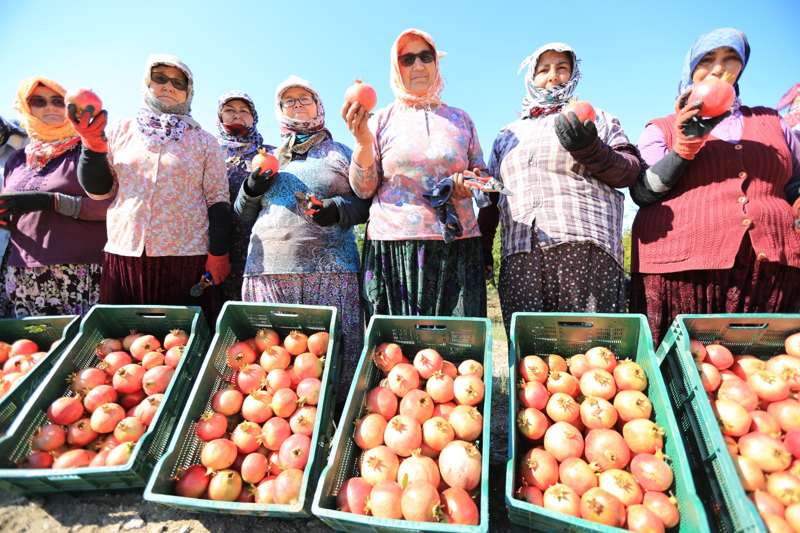 Zeytinköy narı ilk kez şenlikle buluşuyor