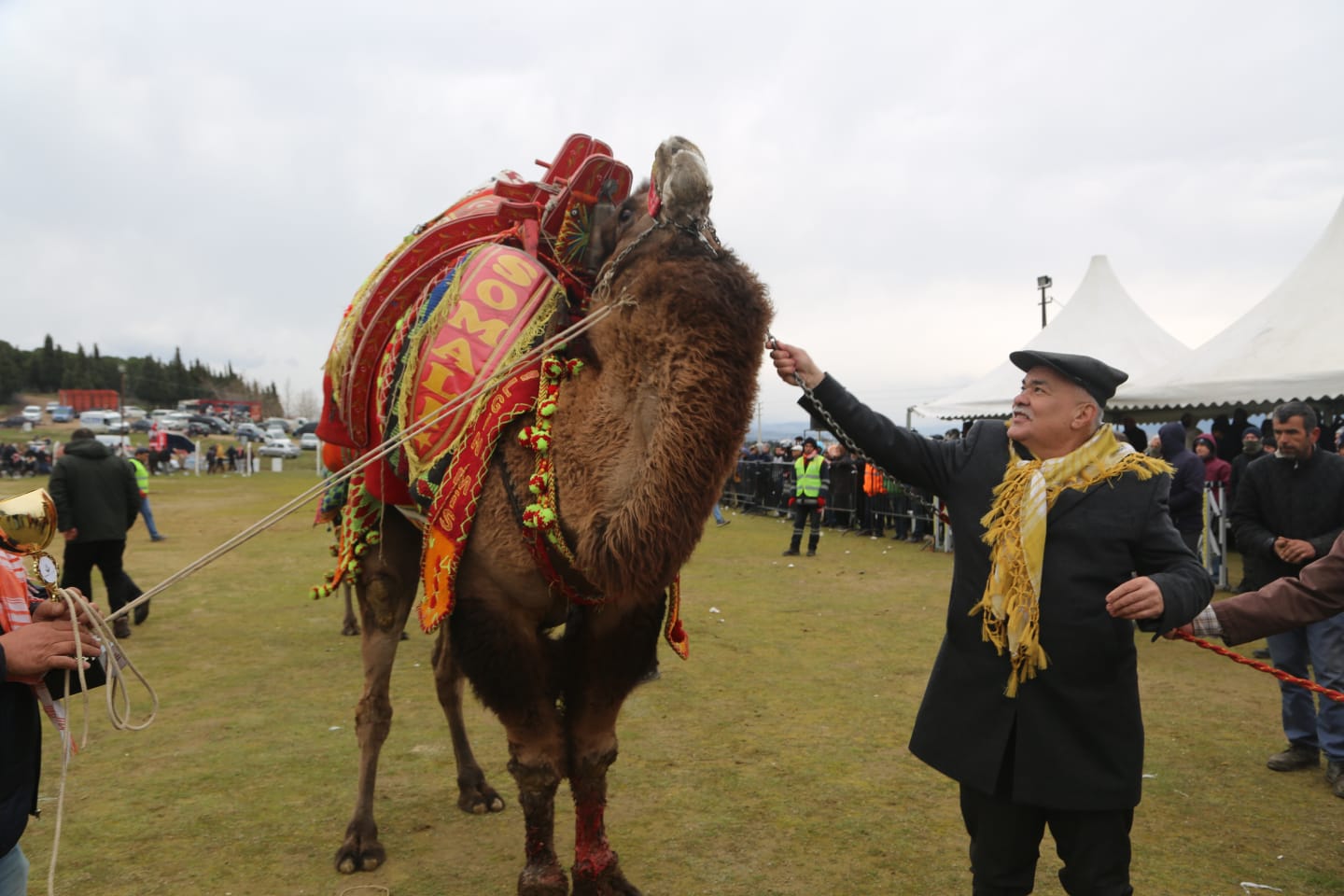 Pehlivan develer Torbalı Arenasına inecek