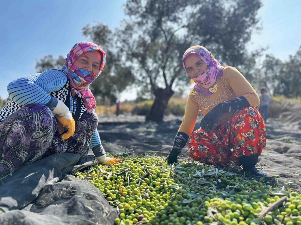 Cumhuriyetimizin yüzüncü yılında geçmişten günümüze Ayvalık’ta; zeytin hasadı