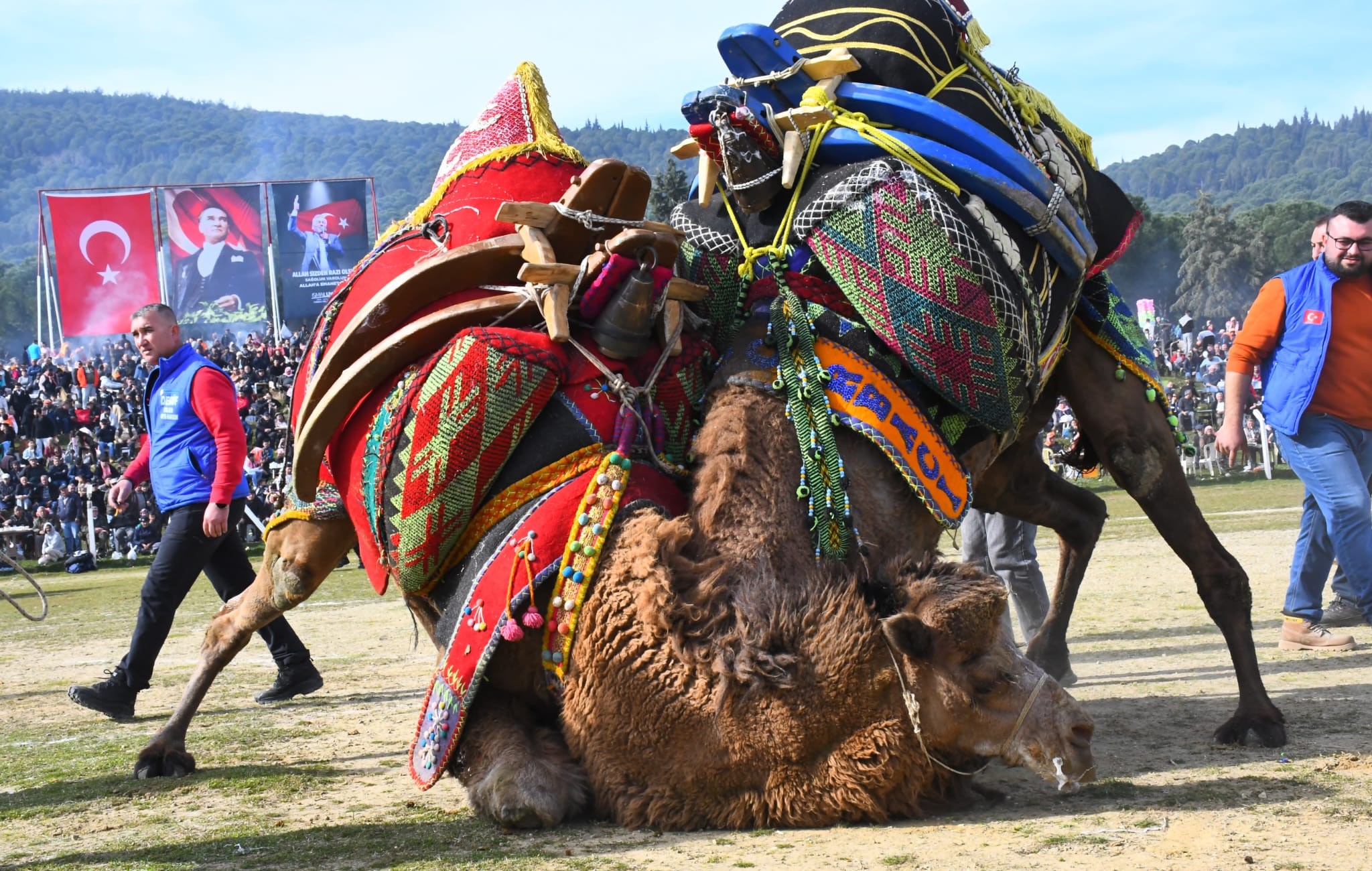 Torbalı Deve Güreşi Festivali