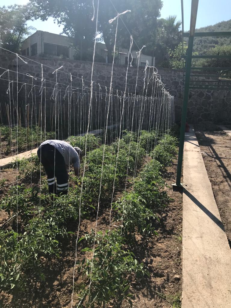 Karşıyaka’da bostanlar artıyor, kentsel tarım güçleniyor