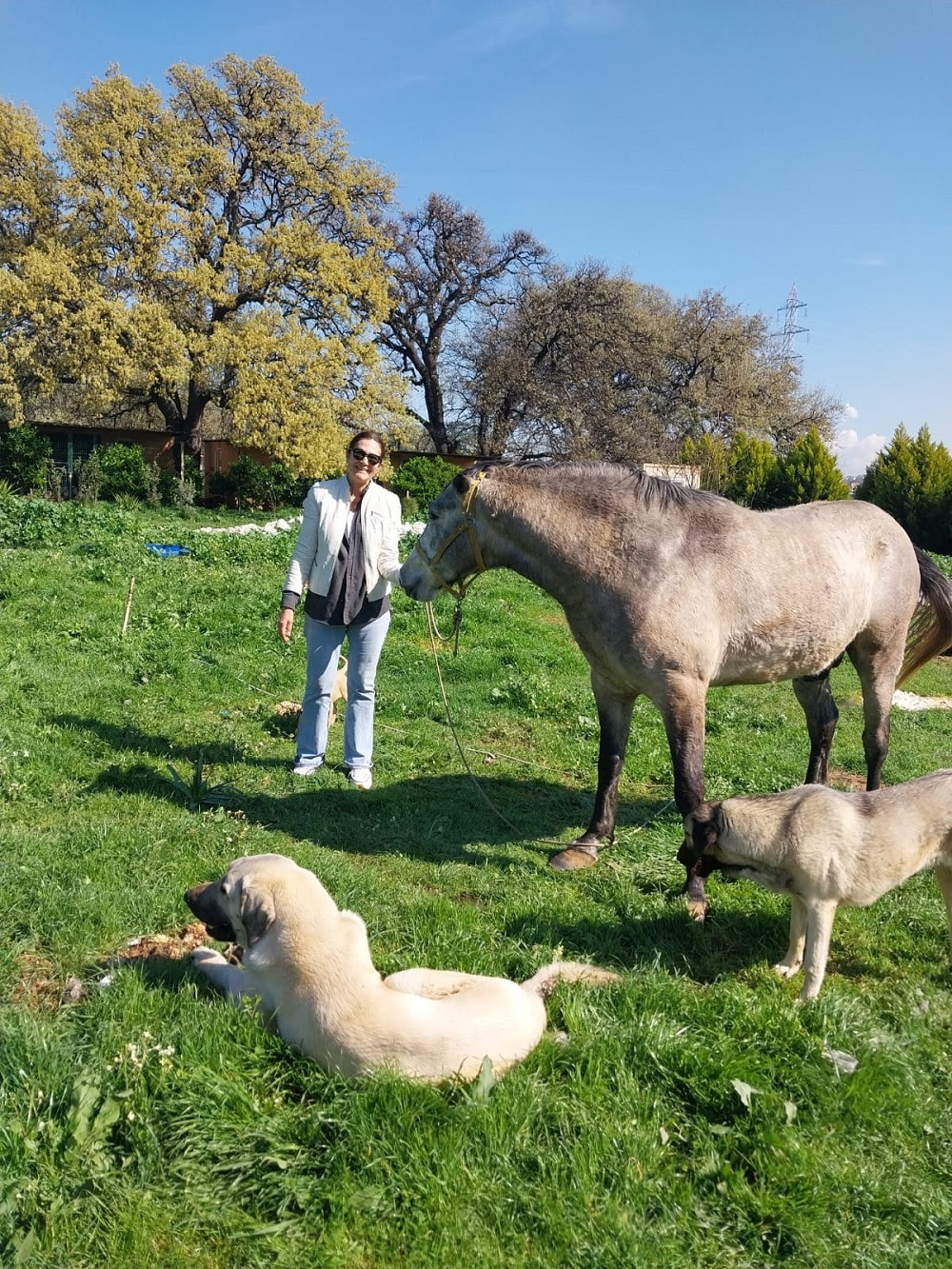 Saime Bucaklıoğlu: Modern Hayvan Barınakları ve Hayvan otelleri hizmete açılacak