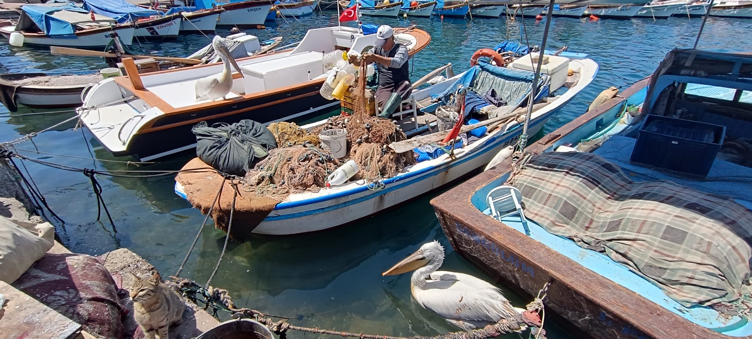 Foça’da pelikanlar vatandaşlara dost balıkçıyla arkadaş