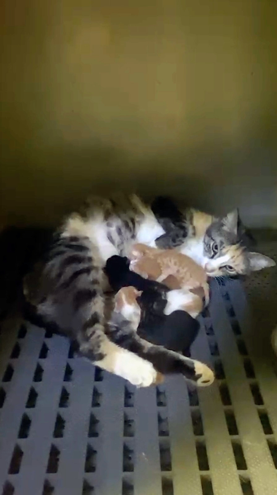 Mahsur kalan minik can dostlarını belediye ekipleri kurtardı